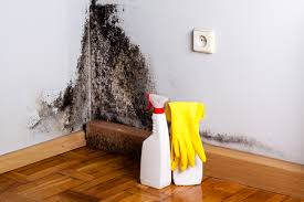 Trusted Gratton, VA Mold Removal Experts